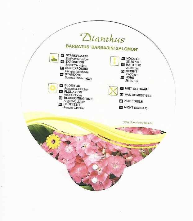 Dianthus barbatus barbarini salomon 0002.jpg